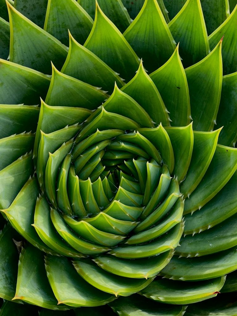 Fibonacci Succulent - Sundancer Products skin care